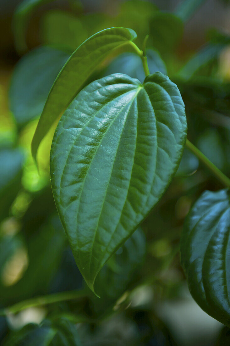 Nahaufnahme eines grünen Blattes; Ulpotha, Embogama, Sri Lanka
