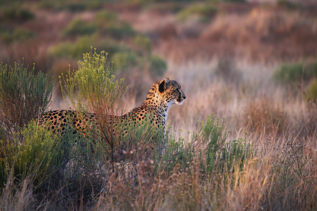 Gepardenbeobachtung im hohen Gras; Südafrika