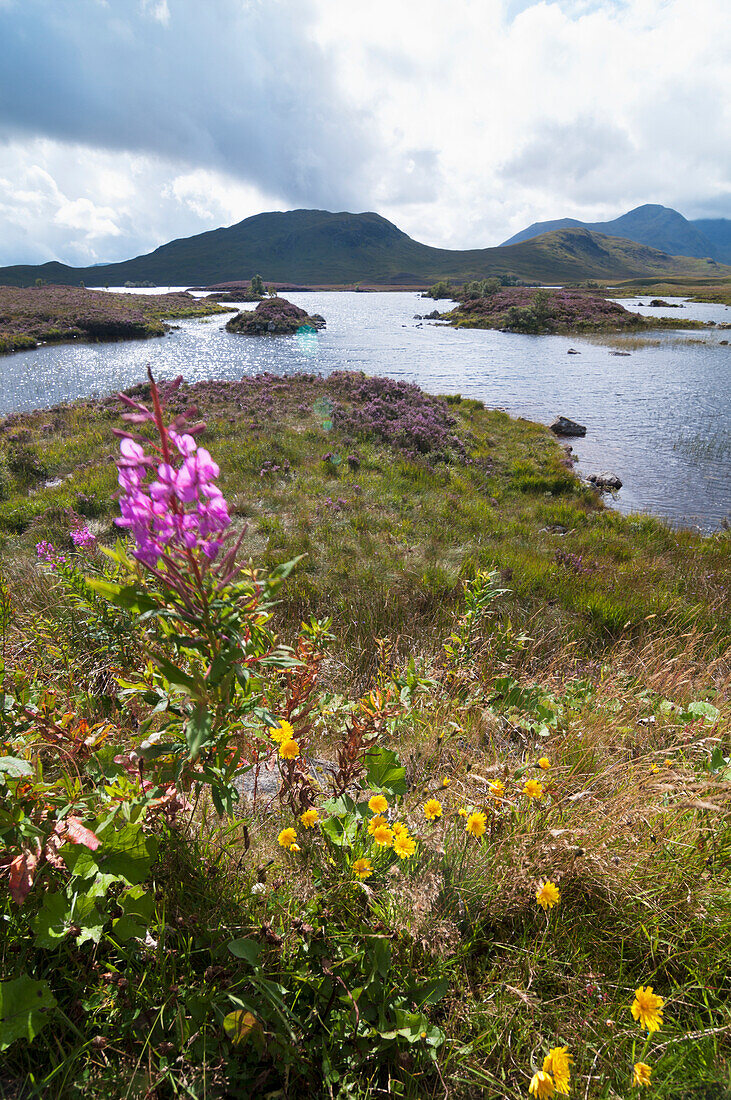 Blühende Wildblumen am Rande des Wassers; Rannoch, Schottland