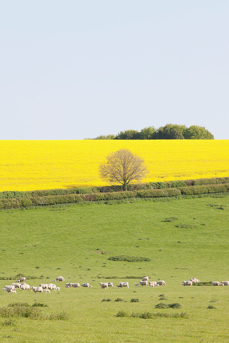 Schafe und Felder mit gelbem Raps in der typisch englischen Hügellandschaft um das Dorf Kingston Deverill; West Wiltshire, England