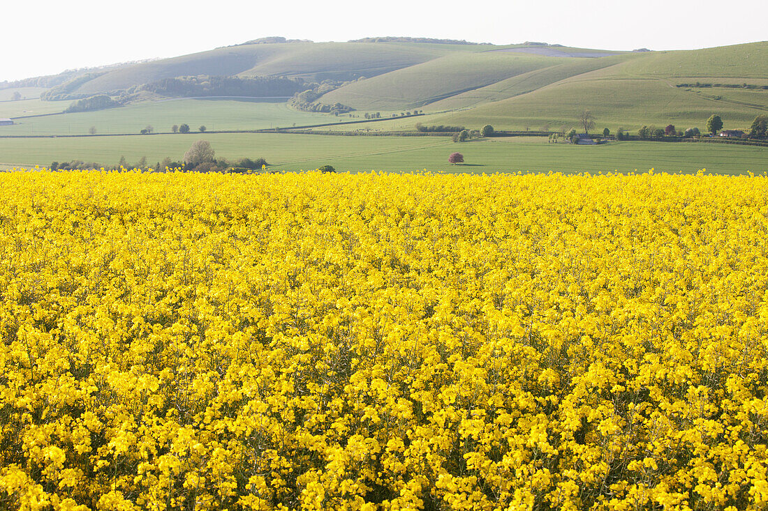 Fields Of Yellow Rapeseed In The Typical English Countryside Of Rolling Hills Around The Village Of Kingston Deverill; West Wiltshire, England