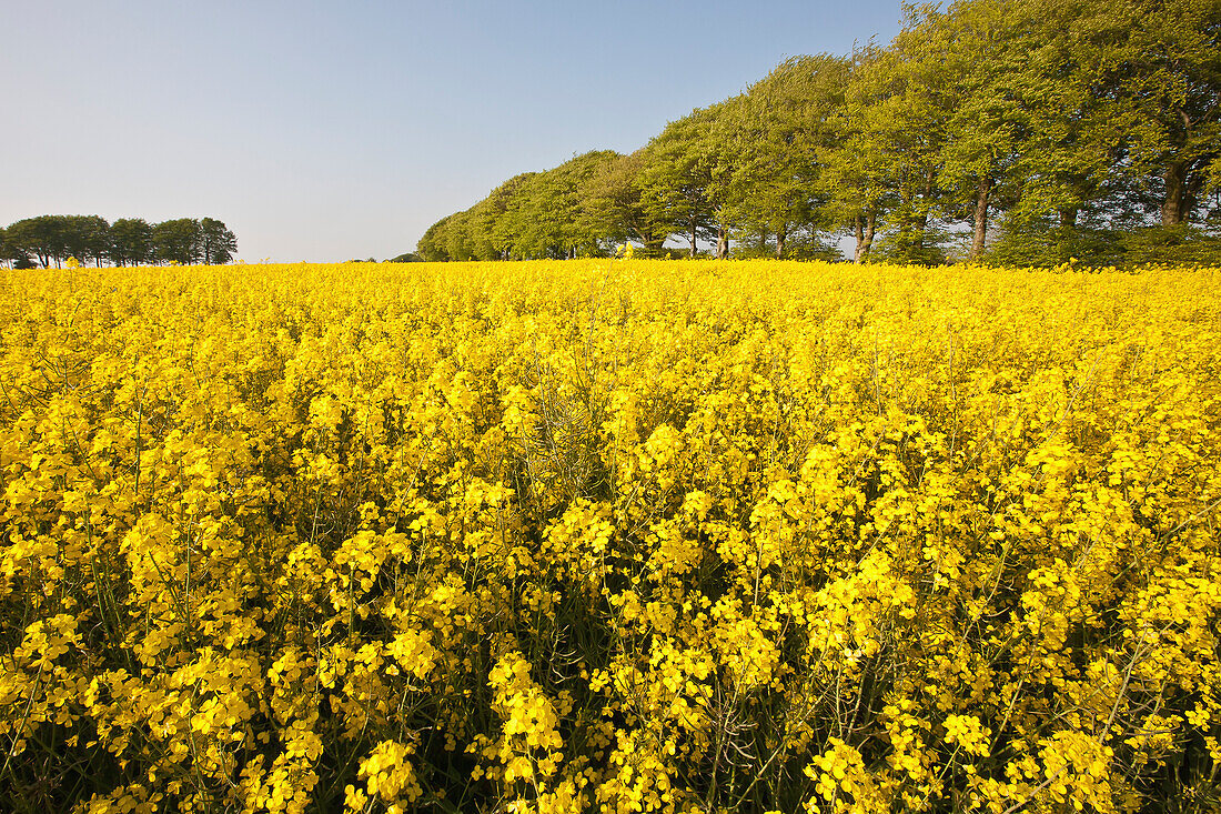 Fields Of Yellow Rapeseed In The Typical English Countryside Of Rolling Hills Around The Village Of Ashmore; Wiltshire, England