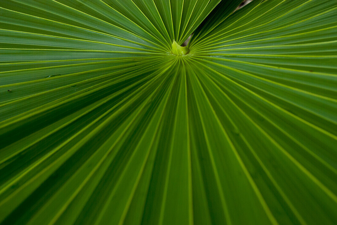 Grüner Palmwedel; Tulum, Mexiko