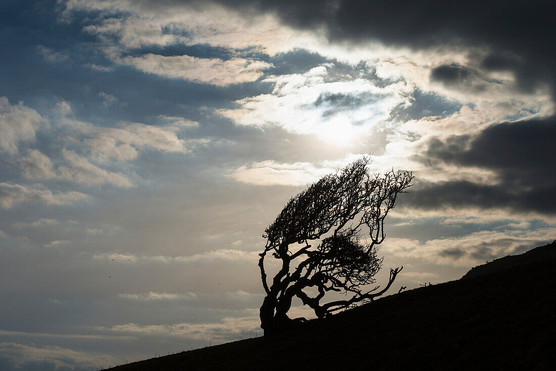 Silhouette Of Gnarled Tree Near Golden Cap On The Jurassic Coast; Seatown, Dorset, England