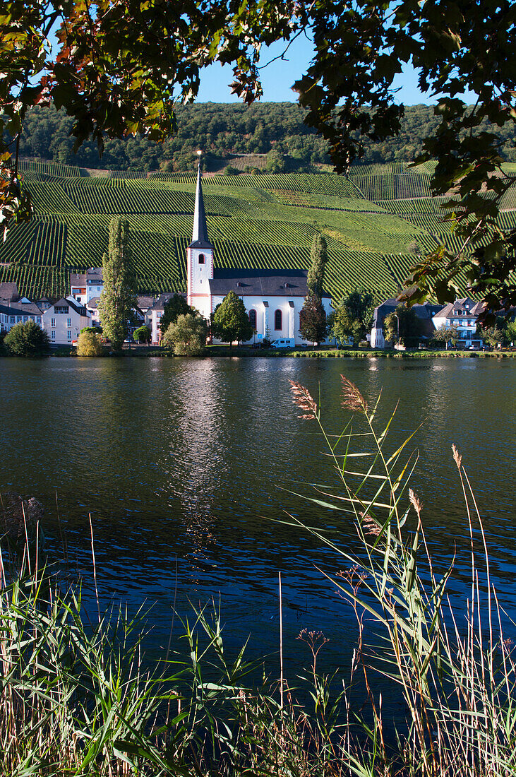 A Church, Houses And Vineyards Along The Moselle River; Mosel, Germany
