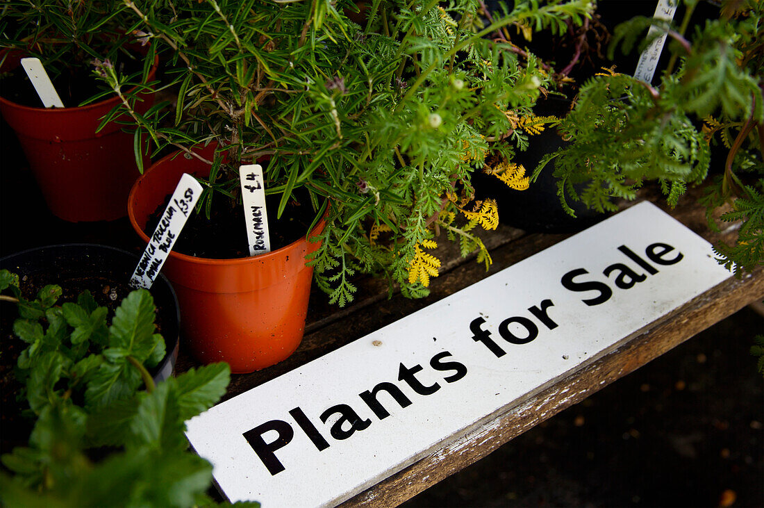 Pflanzen zum Verkauf, Milton Lodge Gardens; Wells, Somerset, England