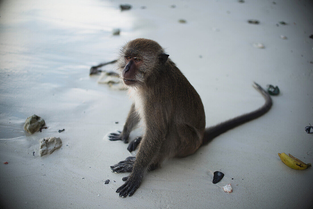 Ein Affe sitzt an einem der Strände der Insel Koh Phi Phi in der Andamanensee; Thailand