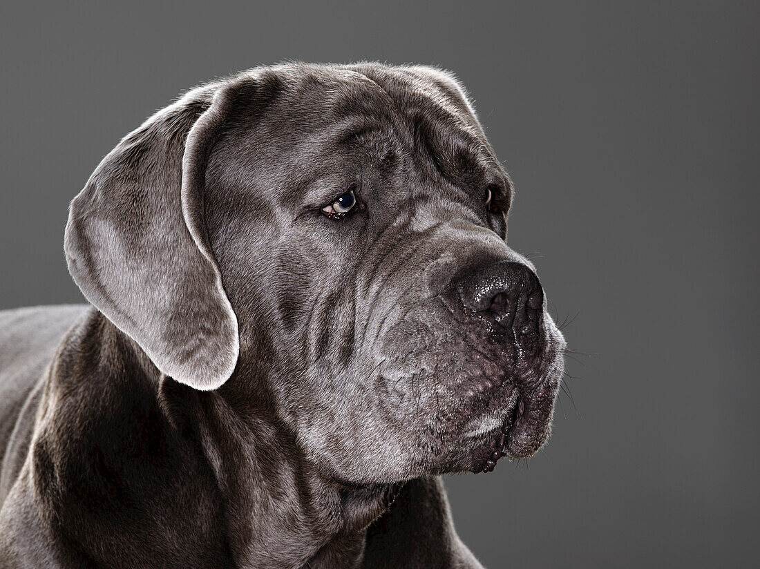 Italian Mastiff Dog; Montreal, Quebec, Canada