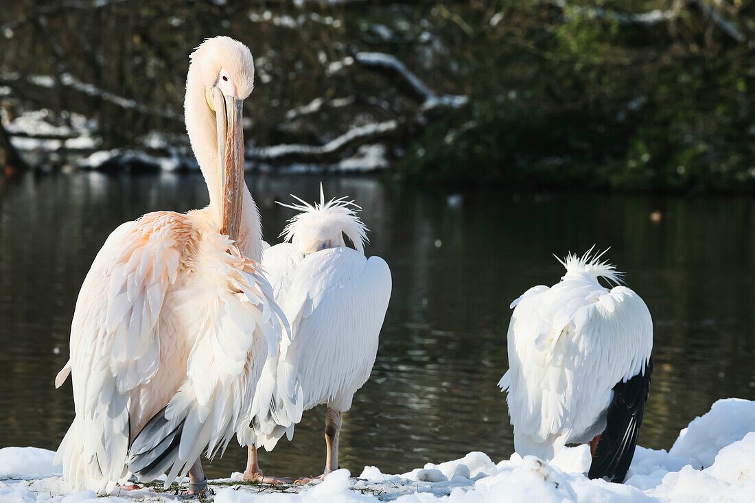 Pelicans In The Snow On A Cold Winters Day In February At St James's Park; London, England