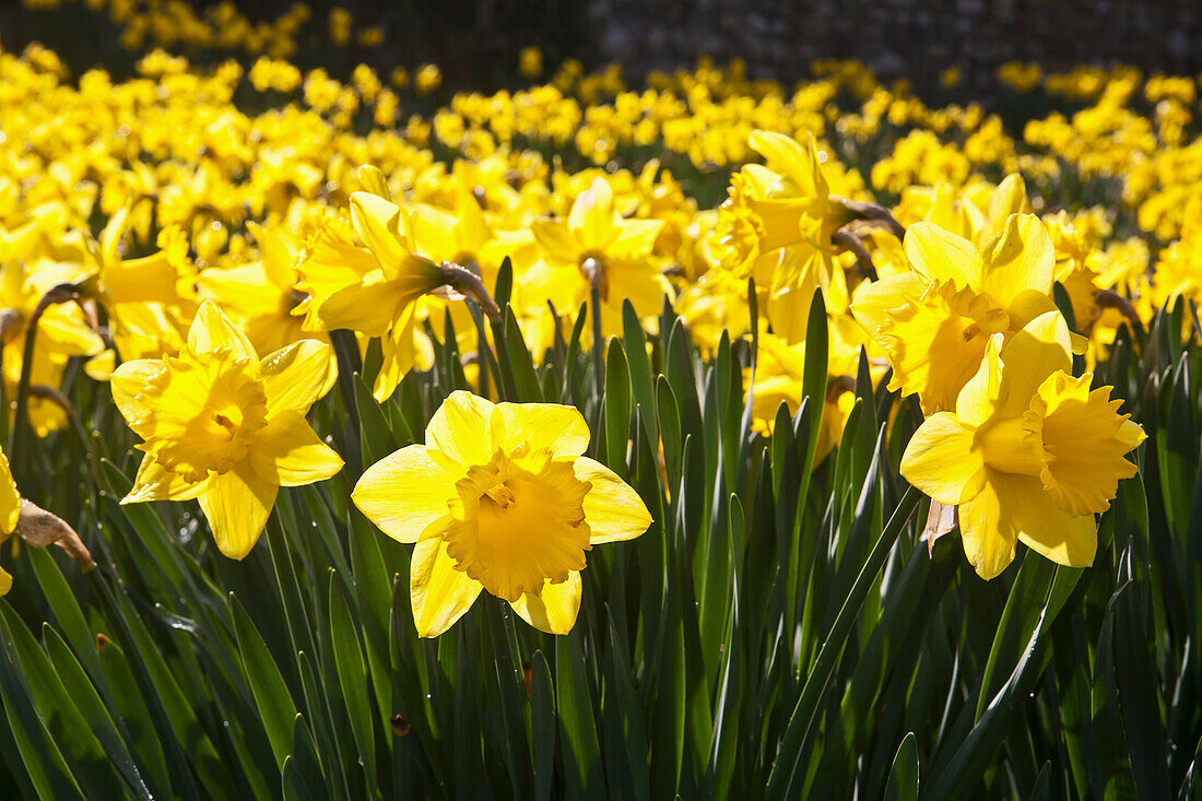 Blühende Narzissen auf dem Gelände der St. David's Cathedral; Pembrokeshire, Wales