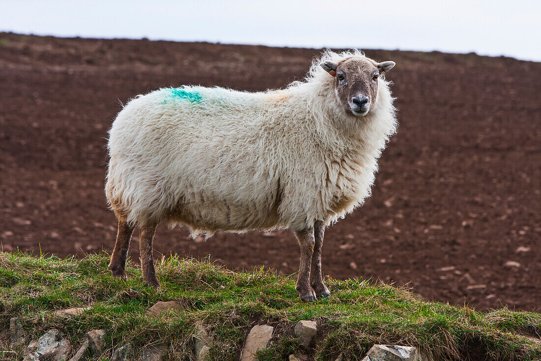 Sheep Marked With Blue On Wool, Near Traeth Llyfn Beach, Pembrokeshire Coast Path; Pembrokeshire, Wales