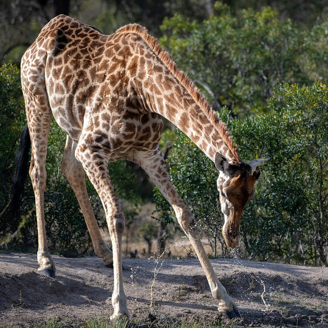 Eine Giraffe, Giraffa, bückt sich, um Wasser zu trinken. 