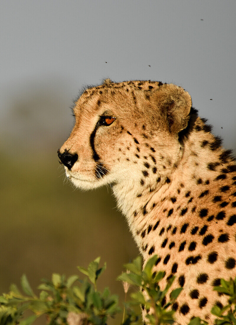 A side profile of a Cheetah, Acinonyx jubatus._x000B_