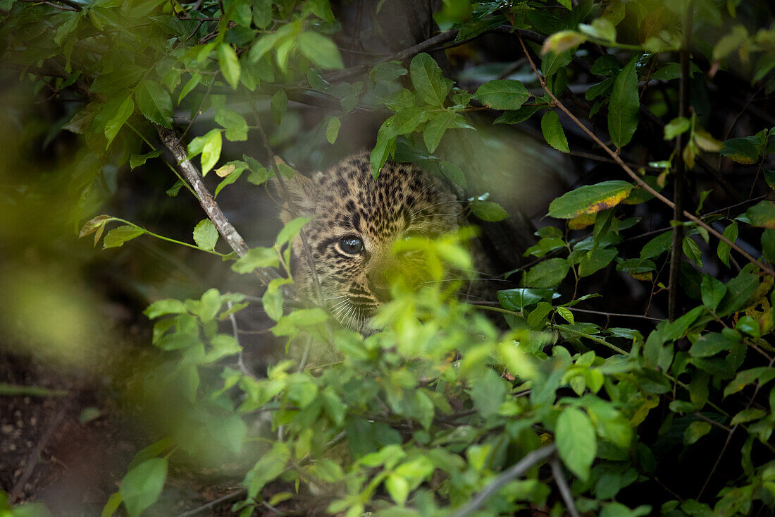 Ein Leopardenjunges, Panthera pardus, blickt durch Blätter. 