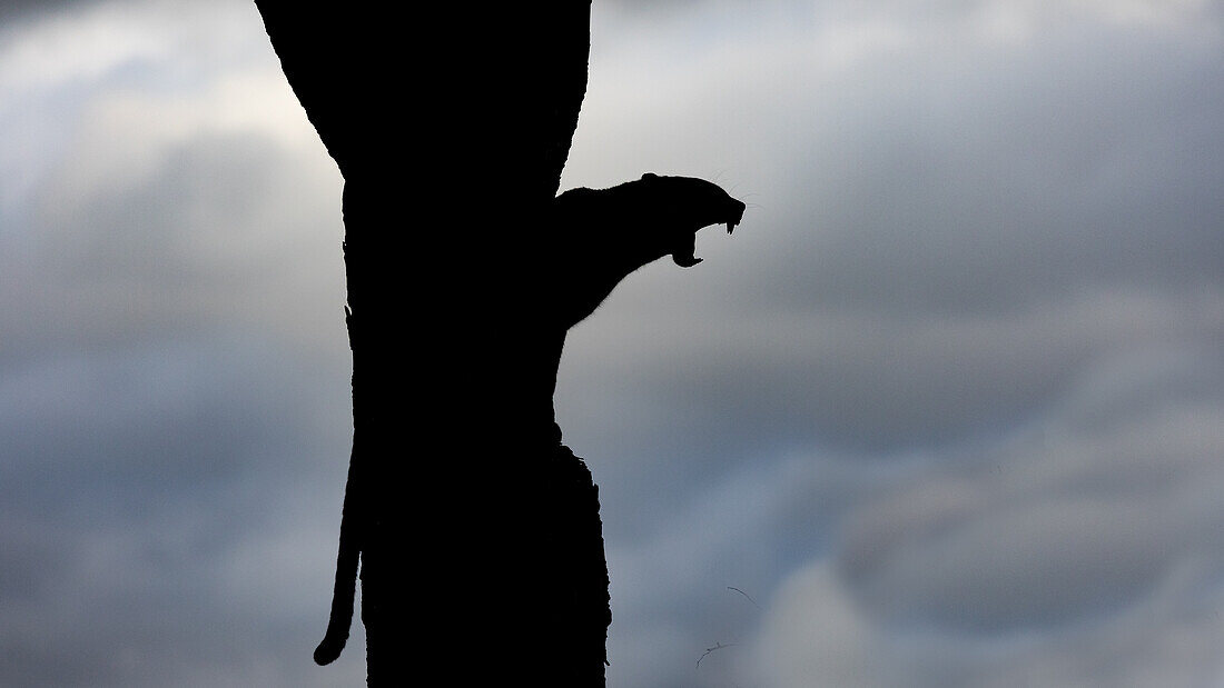 Die Silhouette eines Leoparden, Panthera pardus, gähnt.