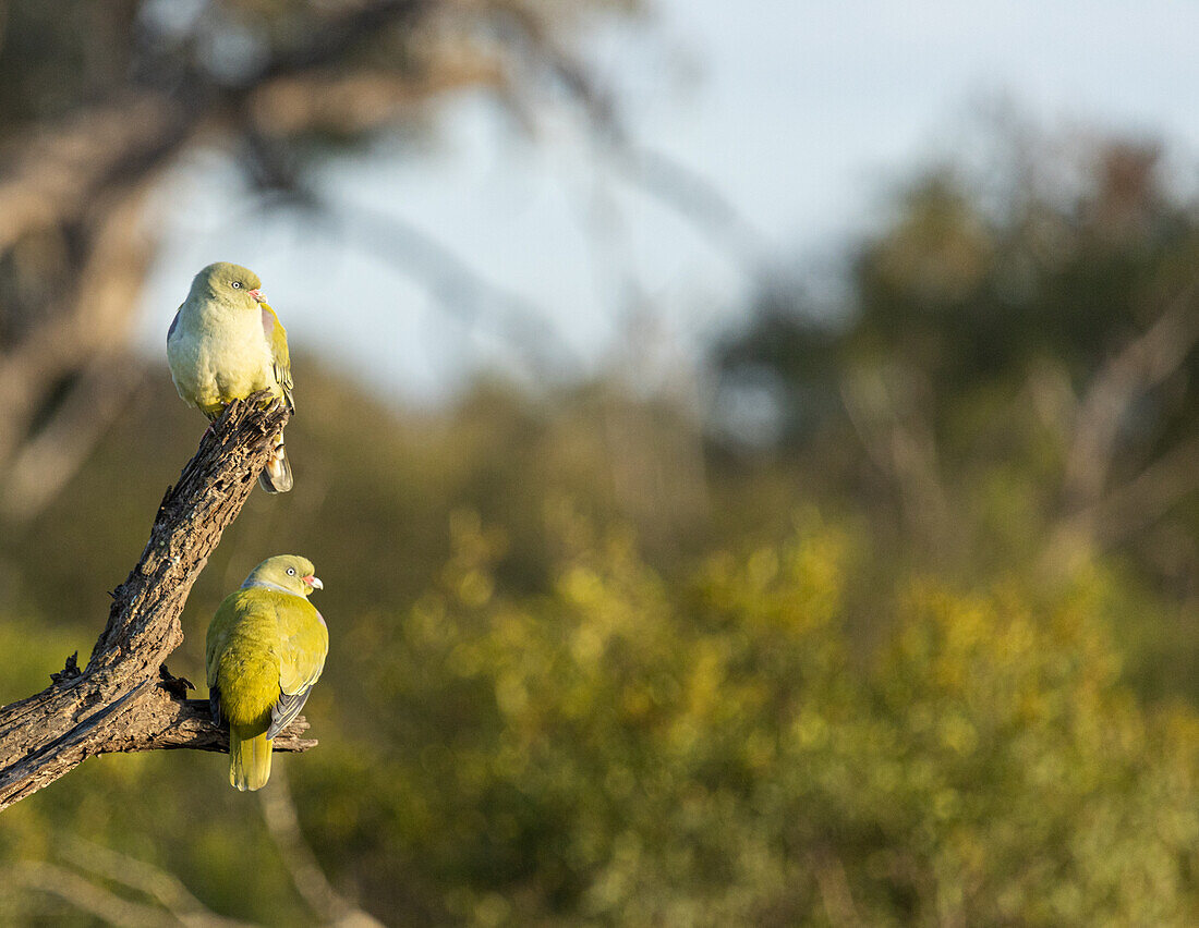 African Green Pigeons, Treron calvus, perch on a branch, in the sunlight _x000B_