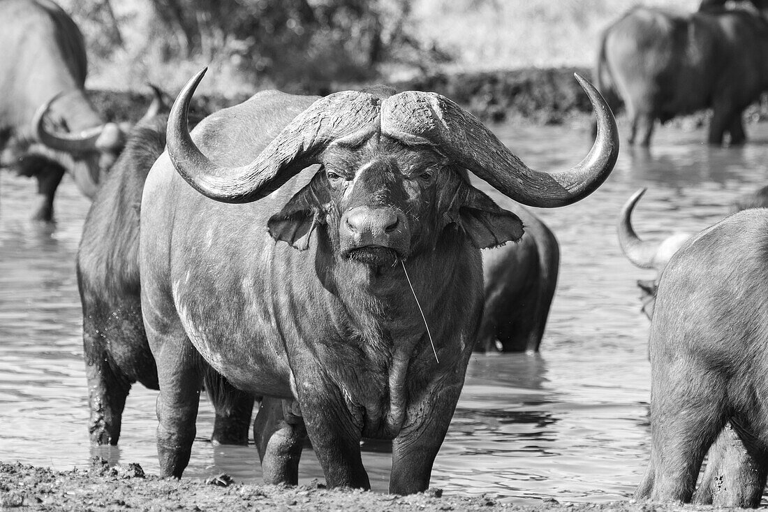 A buffalo, Syncerus caffer, stands in a dam, direct gaze, in black and white _x000B_