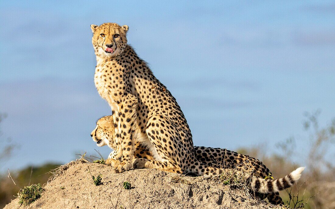Eine Gepardin und ihr halbwüchsiges Junges sitzen zusammen auf einem Termitenhügel. 