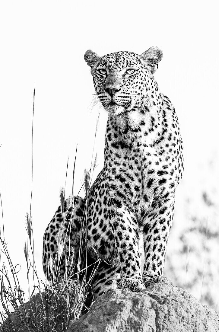 A leopard, Panthera pardus, sits on top of a termite mound and stares into the distance, in black and white. _x000B_