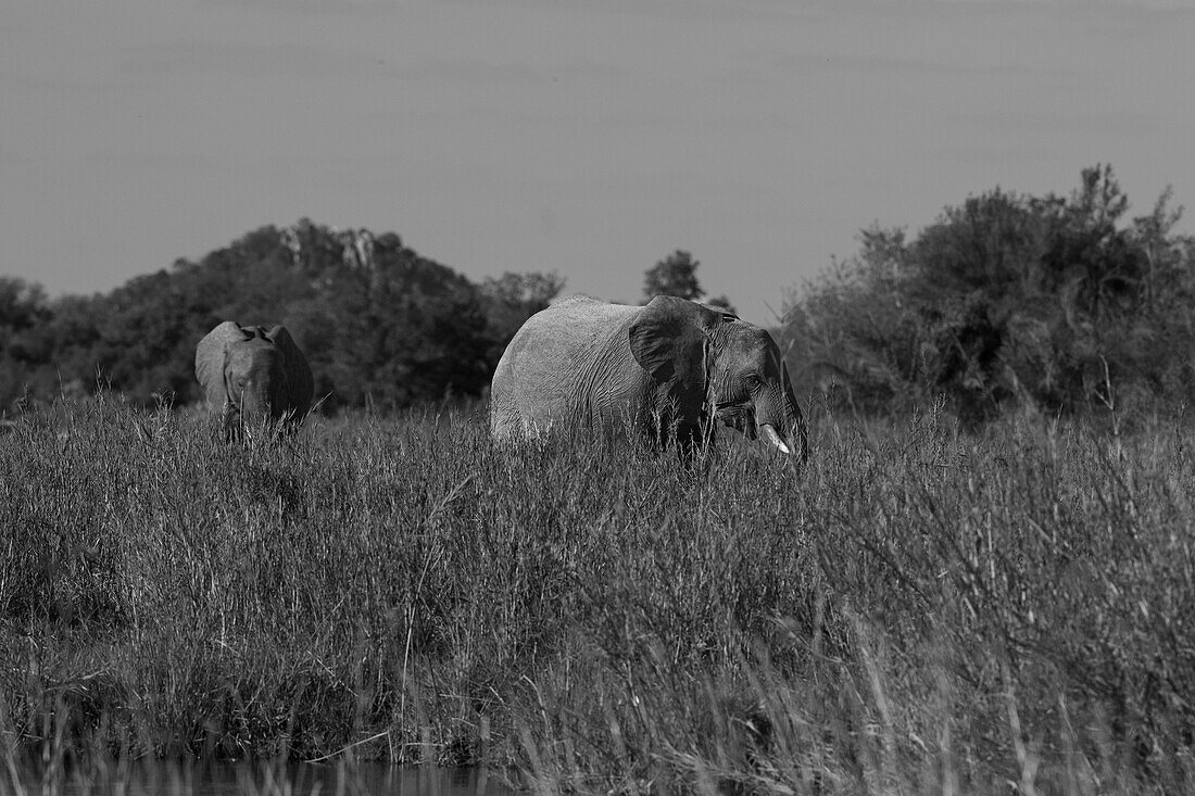 Zwei Elefanten, Loxodonta africana, gehen durch langes Gras, in schwarz-weiß. 