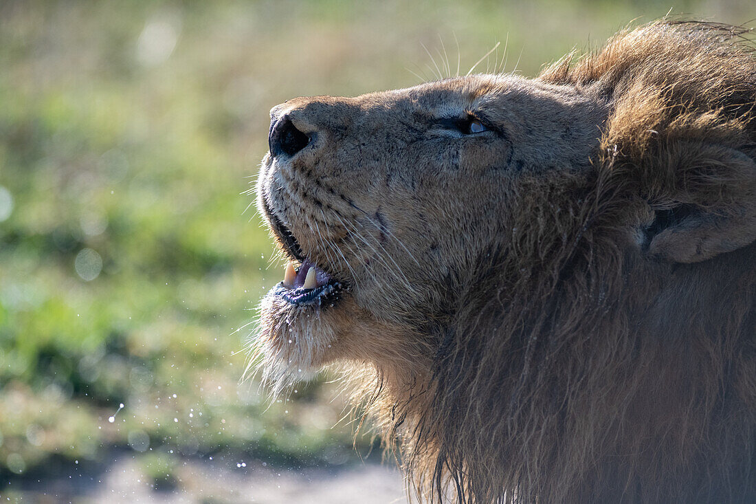 Ein männlicher Löwe, Panthera leo, brüllt, Seitenprofil.
