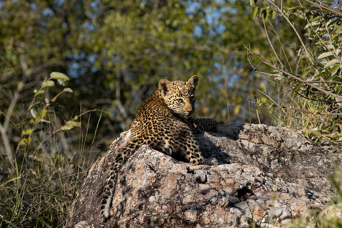 Ein Leopardenjunges, Panthera Pardus, legt sich auf einen Felsen, direkter Blick. 