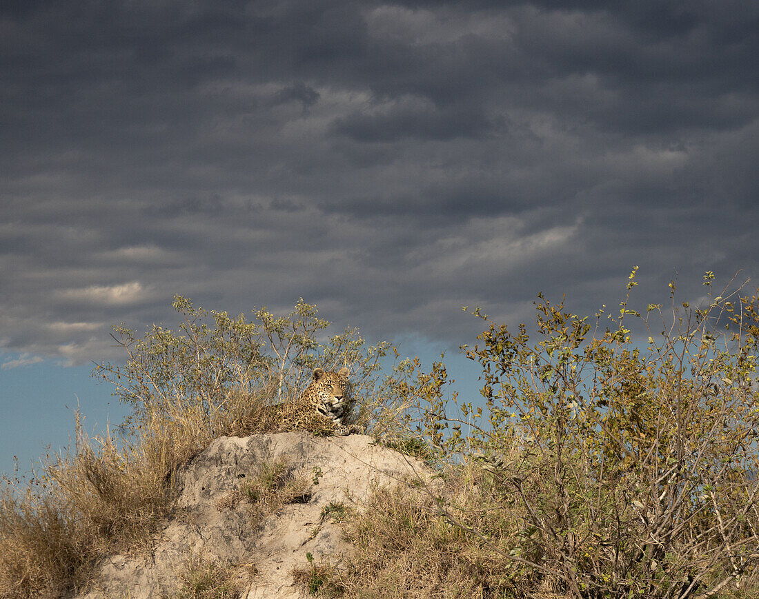 A leopard, Panthera pardus, lies ontop of a mound, cloudy skies  _x000B_