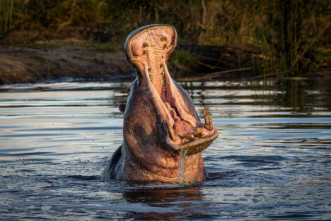 A hippo, Hippopotamus amphibius, yawns, head above water in a dam pool. 