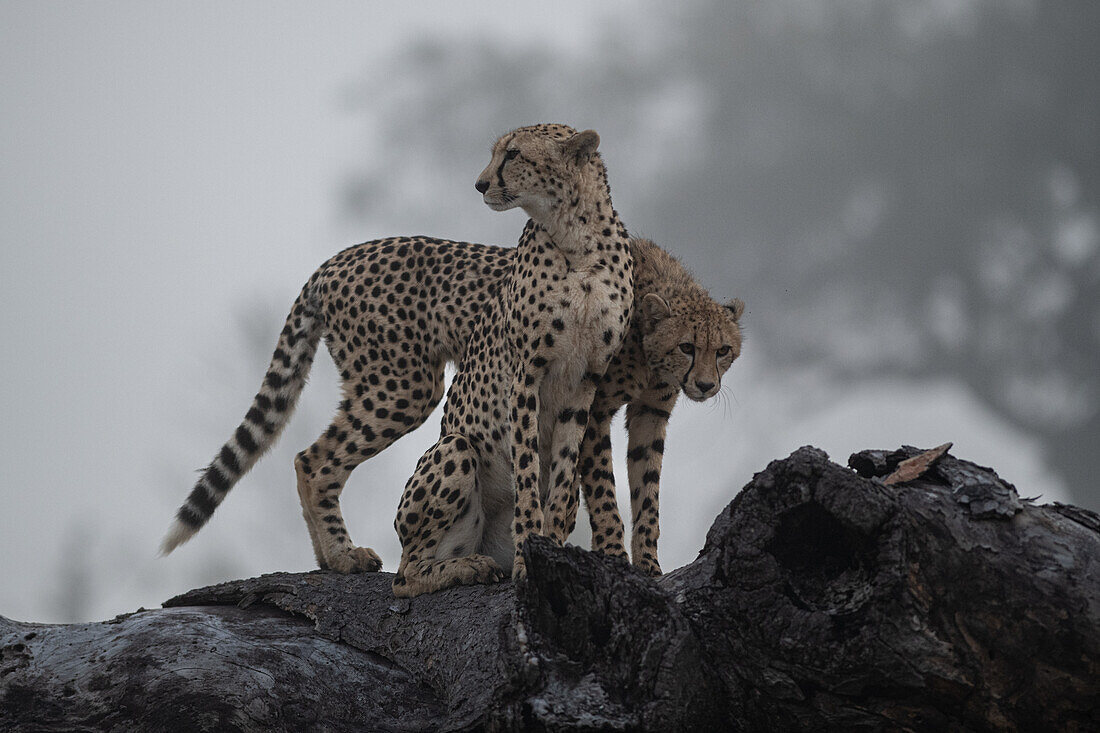 Zwei Geparden, Acinonyx jubatus, stehen zusammen auf einem Baum. 