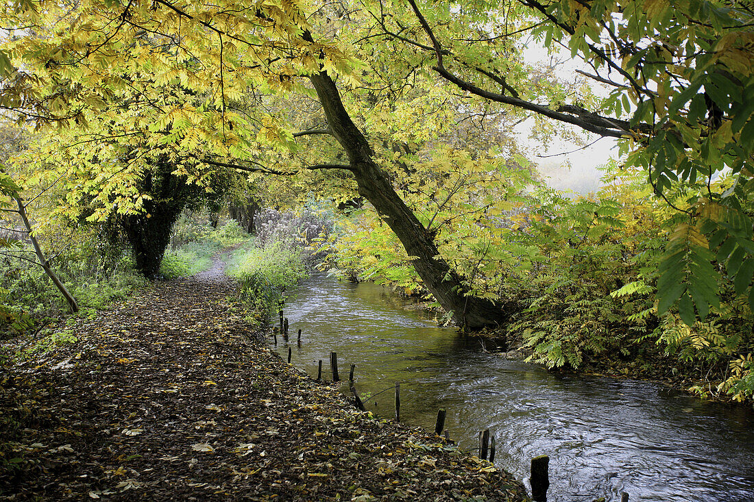 Bäume und Pfad entlang eines Flusses; Winchester, Hampshire, England