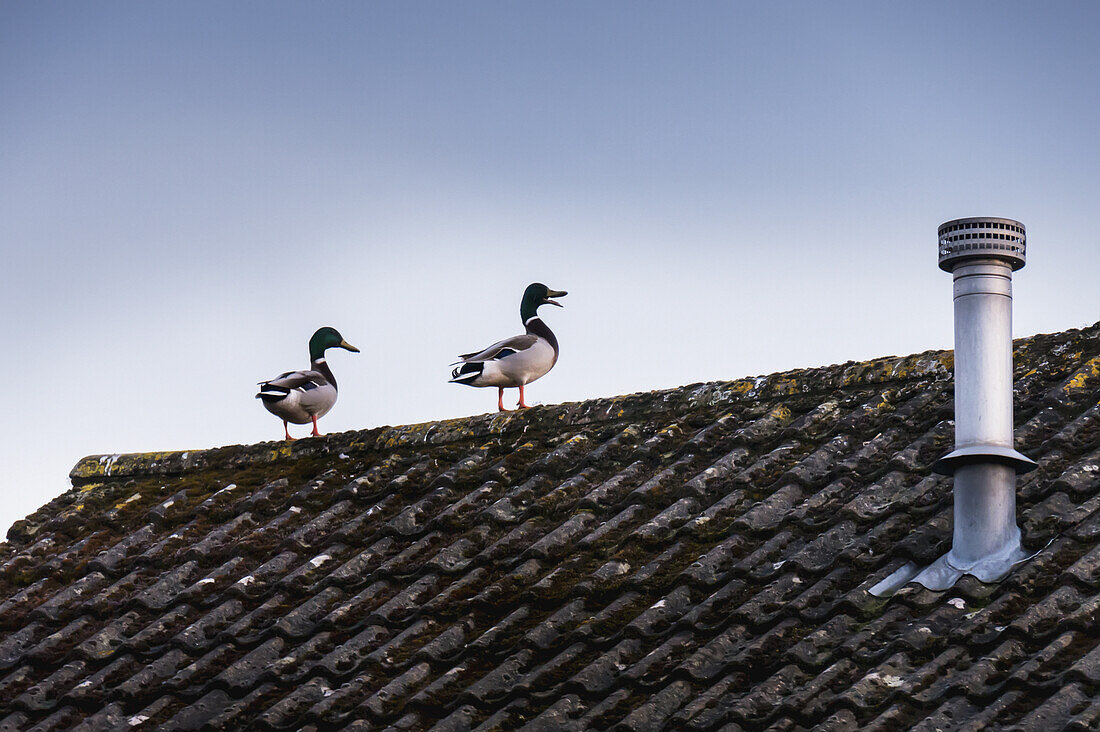 Ducks On The Roof; Surrey, England