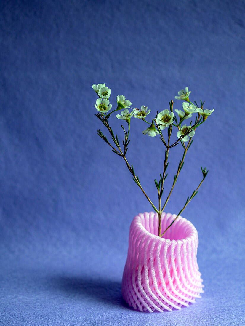 Studio shot, a blue background and a stem of small white flowers in a pink recycled plastic mesh vase. 