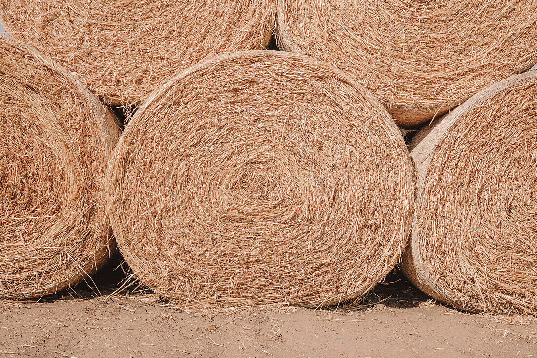 Stacked wrapped round hay bales in a field after harvest. 