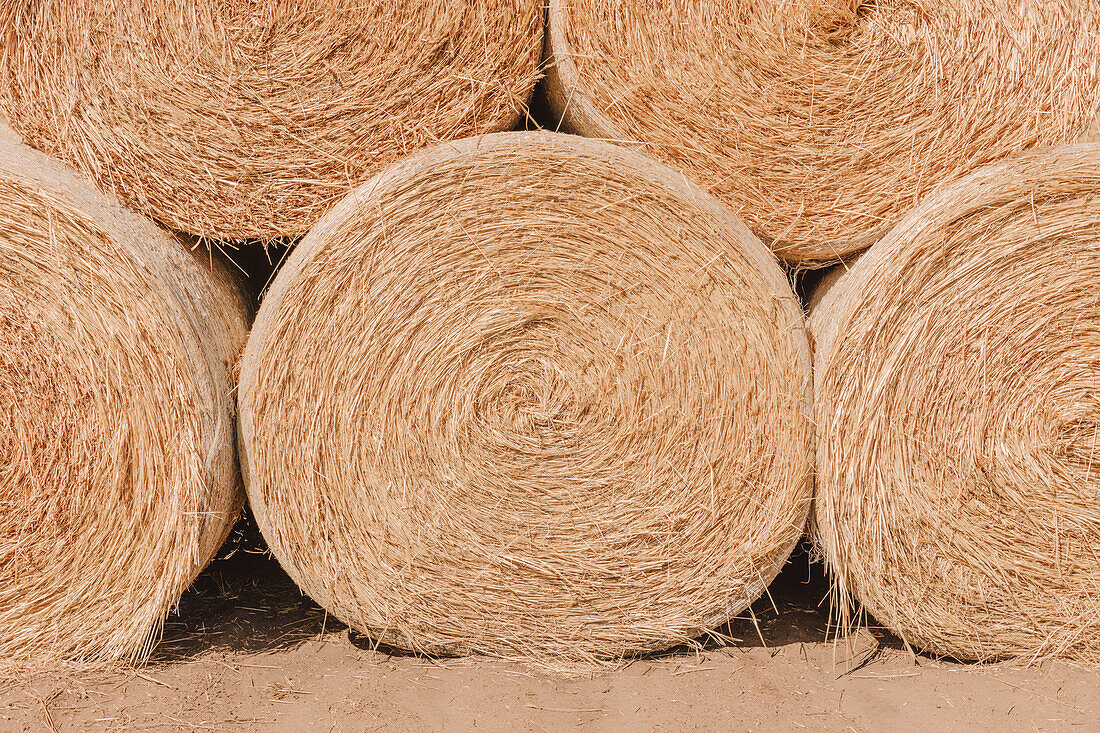 Stacked wrapped round hay bales in a field after harvest. 