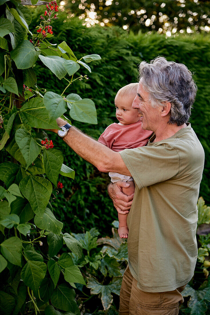 Grandfather carrying toddler looking at runner beans growing in garden