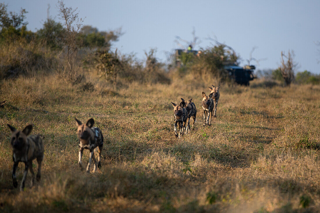 A pack of wild dogs, Lycaon pictus, run together through the grass. _x000B_