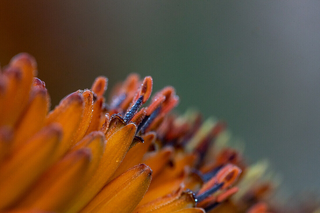 Tautropfen auf einer Aloe-Pflanze, Aloe maculata, der Rand eines gelben Blattes und Feuchtigkeitstropfen auf den Staubgefäßen. 