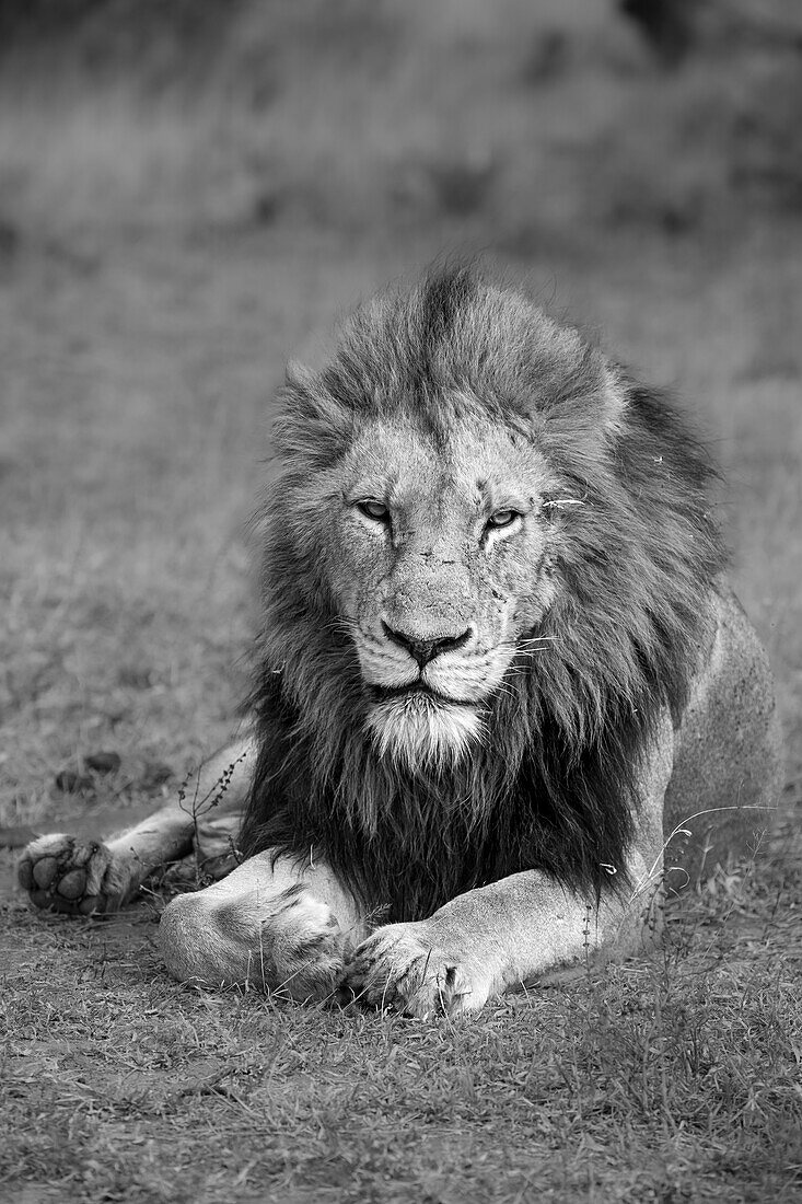  Ein männlicher Löwe, Panthera leo, liegt im Gras, Kopf hoch, direkter Blick. 