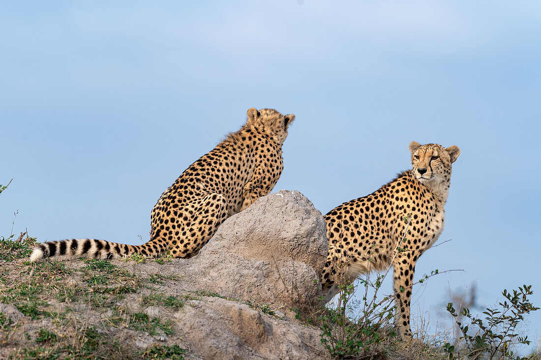 Two cheetah sitting on a mound, Acinonyx jubatus._x000B_