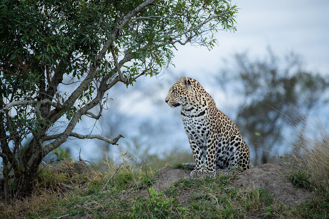Das Seitenprofil eines Leoparden, Panthera pardus, auf einem Hügel sitzend. 