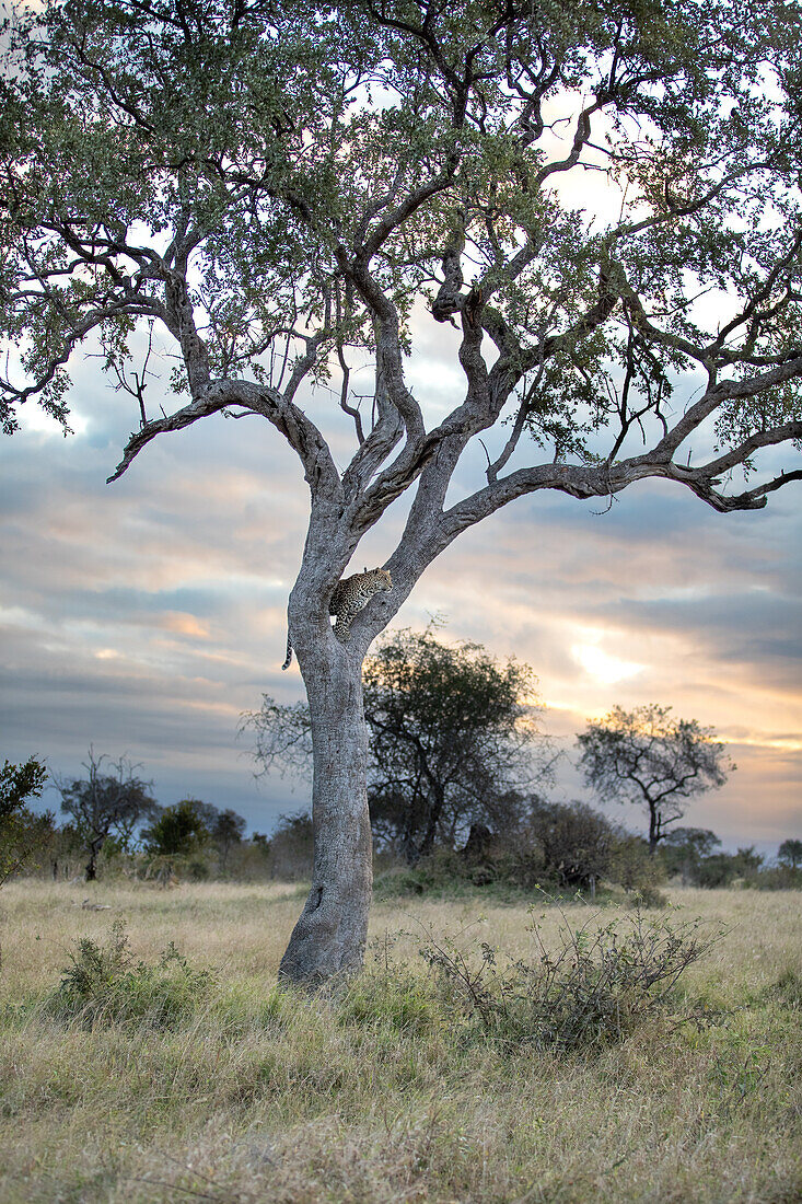 Ein Leopard, Panthera pardus, steht in der Gabelung eines Bleiholzbaums.