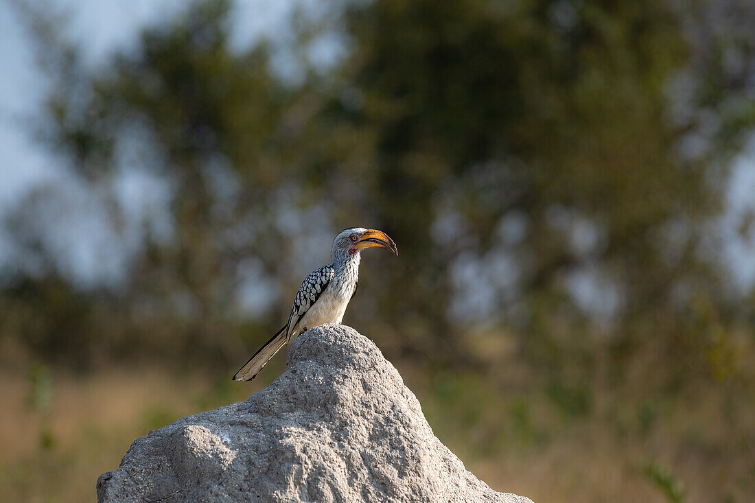A yellow-billed hornbill, Tockus leucomelas, stands on top of a mound. _x000B_