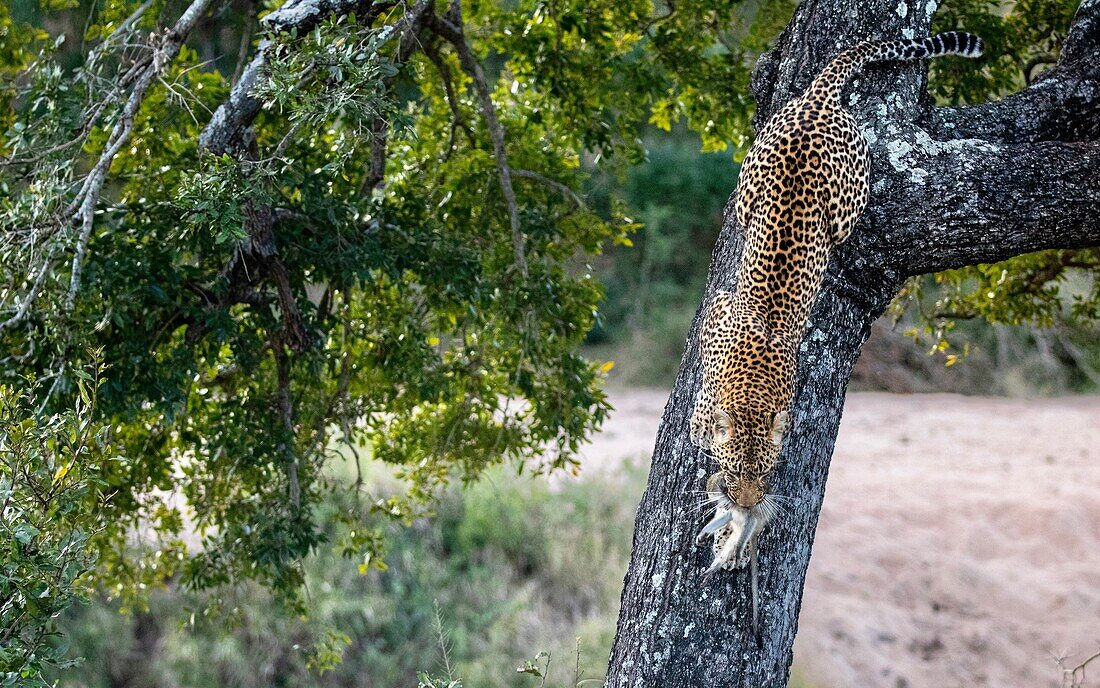 Ein Leopard, Panthera pardus, klettert mit einem toten Grünen Meerkatzen, Chlorocebus pygerythrus, im Maul einen Baum hinunter. 
