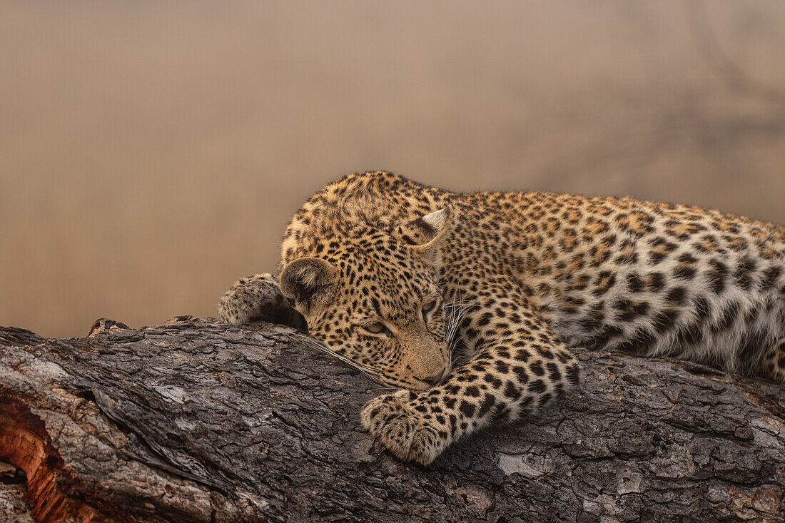 A young female leopard, Panthera Pardus, lies down on a log. _x000B_