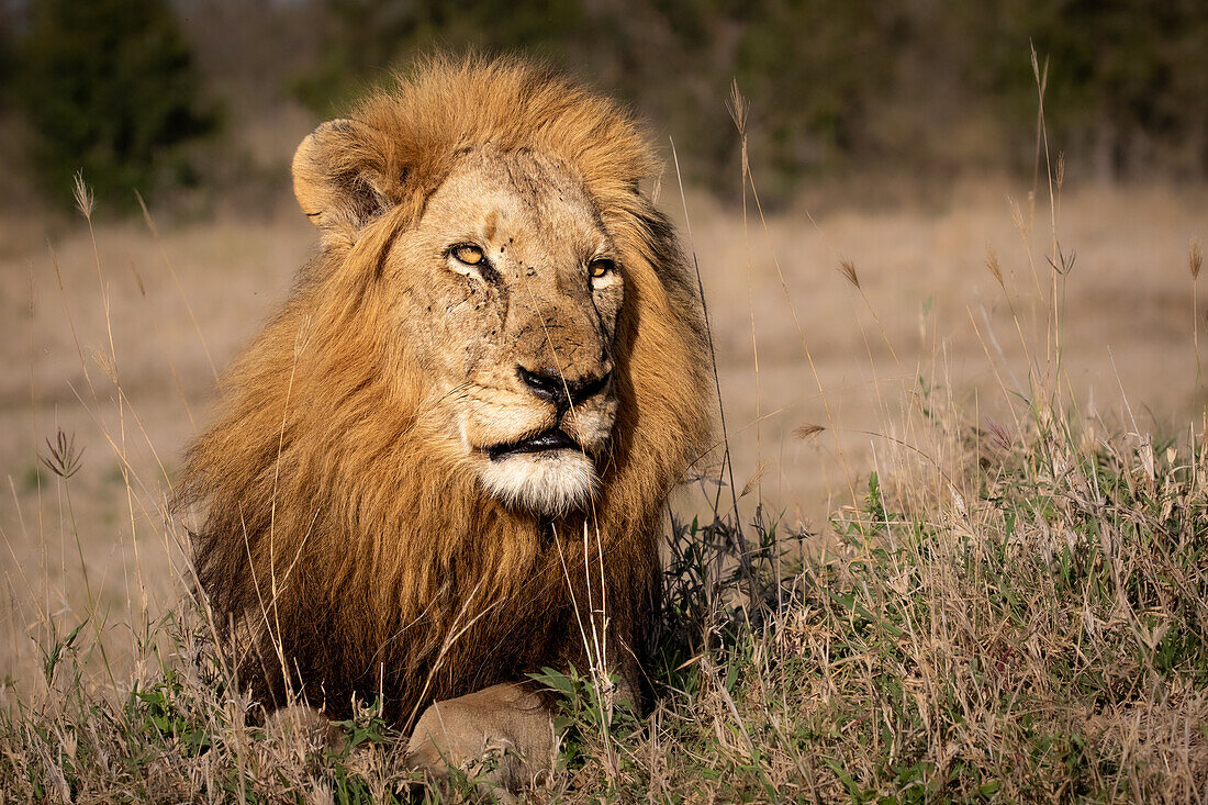 A male lion, Panthera leo, lies down on a mound. _x000B_