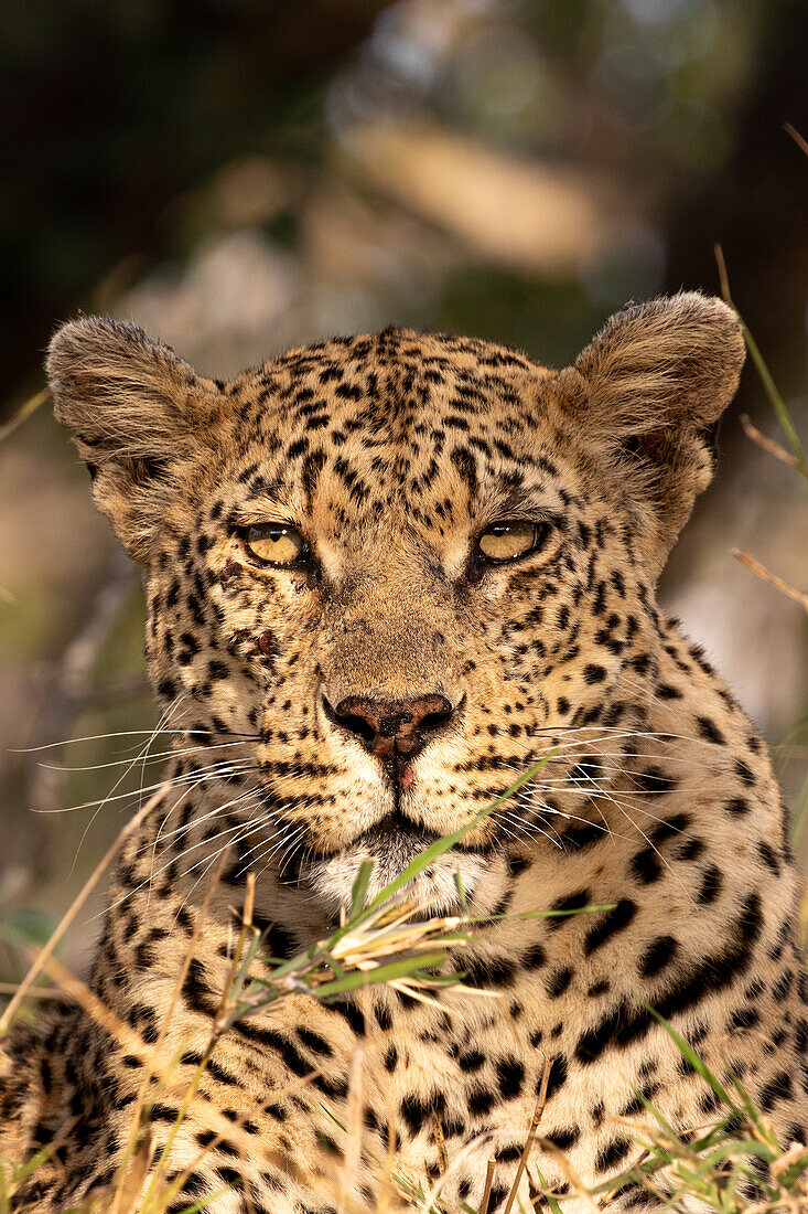 A close-up portrait of a leopard's face, Panthera pardus._x000B_