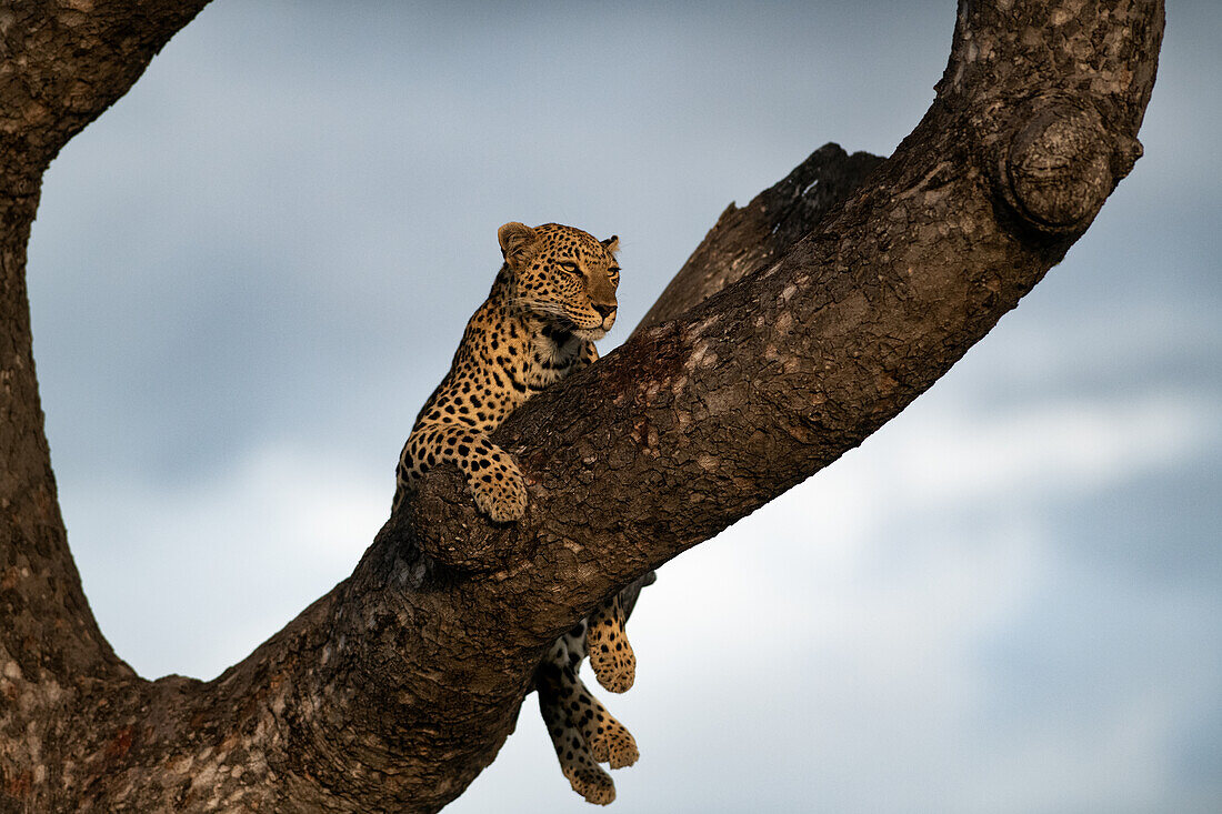 A leopard, Panthera pardus, lies down in the fork of a tree and gazes out in to the distance._x000B_