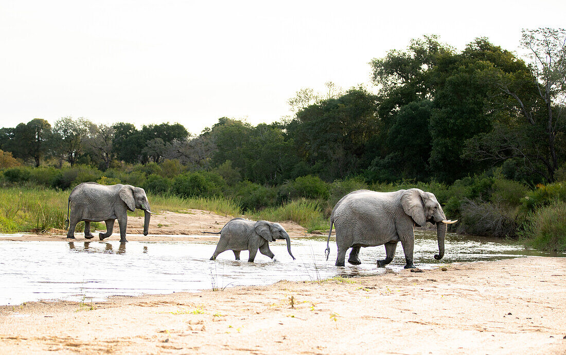 Elefanten, Loxodonta Africana, überqueren ein Flussbett. 