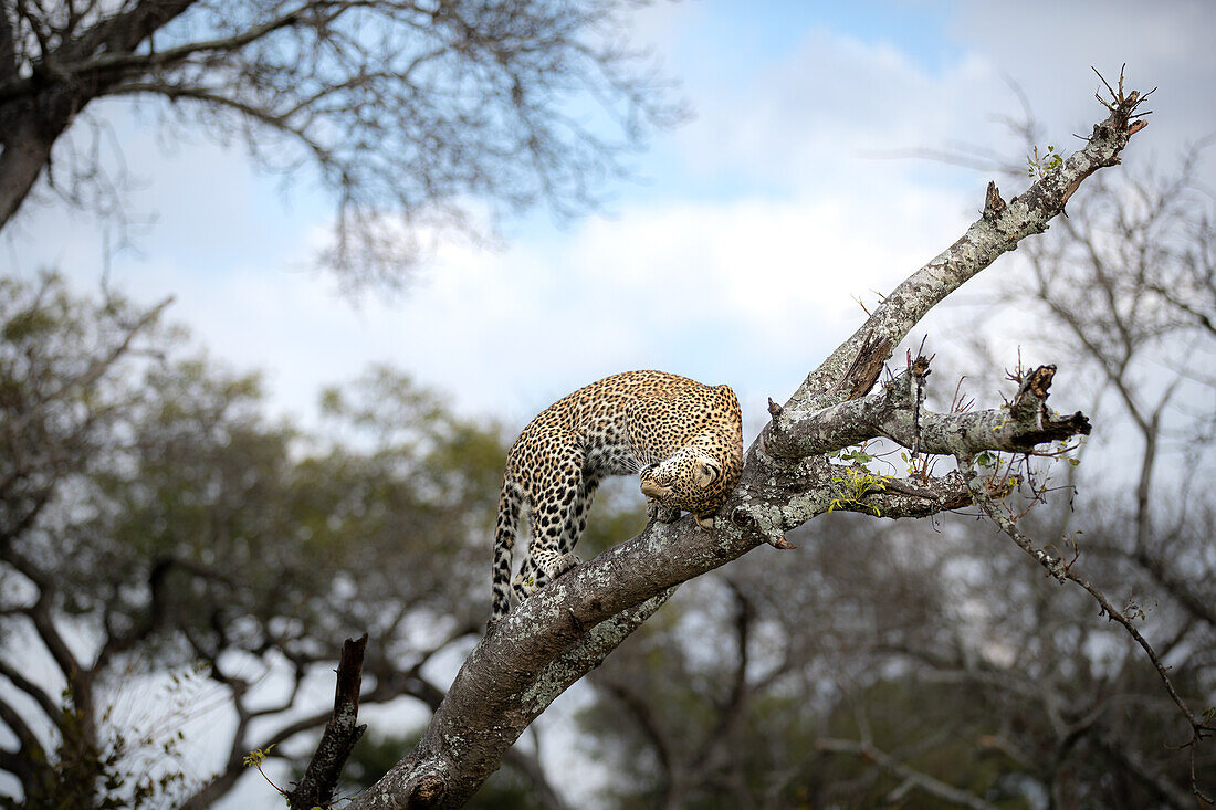 Ein Leopard, Panthera pardus, kratzt sich den Kopf an einem Ast. 