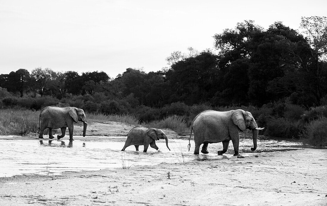 Drei Elefanten, Loxodonta Africana, überqueren ein Flussbett, in Schwarz und Weiß. 